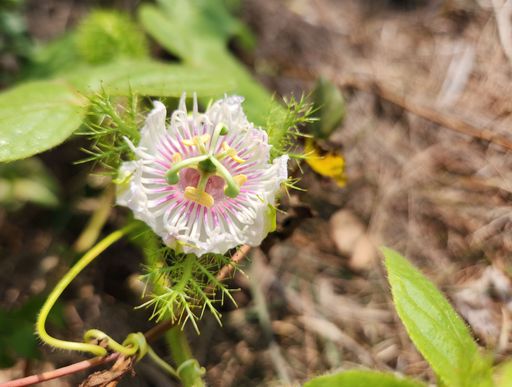 Close-up of a unique passion flower with intricate petals and vibrant colors in a natural setting.