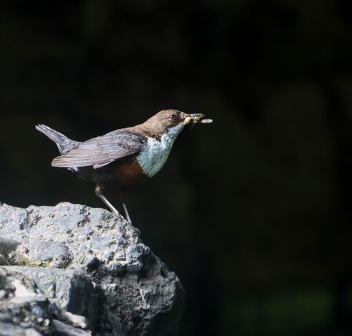 A bird perched on a rock with an insect in its beak, set against a dark background.