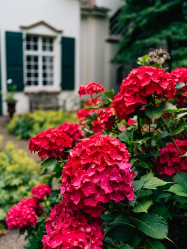A closeup shot of red bigleaf hydrangea flowers