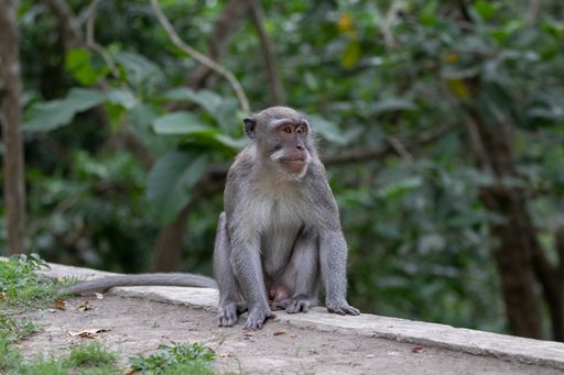 A horizontal shot of grey macaque sitting on the floor on green trees background