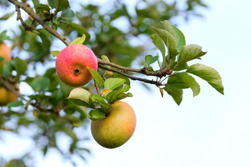 Close up of two ripe apples on a fruit tree in the evening. Selective focus shot.
