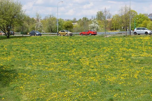 The parked cars by the field with beautiful yellow dandelion flowers on a sunny day in Poznan
