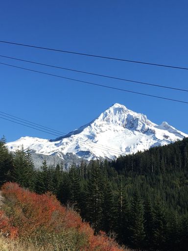 A beautiful view of a tall forest and a high mountain covered in snow in the background
