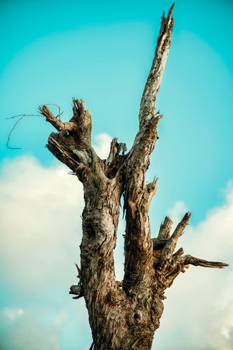 A dead dried out tree trunk against the blue sky