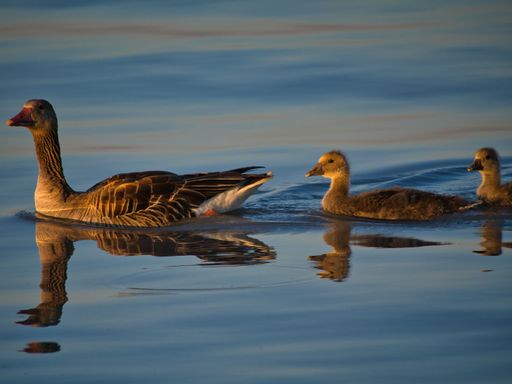 A serene scene of a goose with two goslings swimming in calm water at sunset, reflecting warm hues.