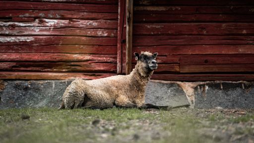 A cute sheep resting on the grass in front of an old wooden farmhouse during the daytime