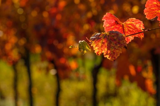 A red grape laeves in autumn vineyard close-up back lit