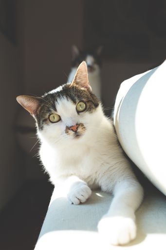 A closeup selective shot of beautiful domestic cat with light green eyes