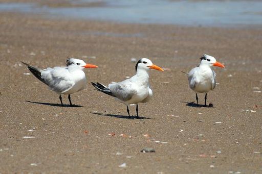 The three royal terns with bright orange beaks stand on a sandy beach under a clear blue sky.