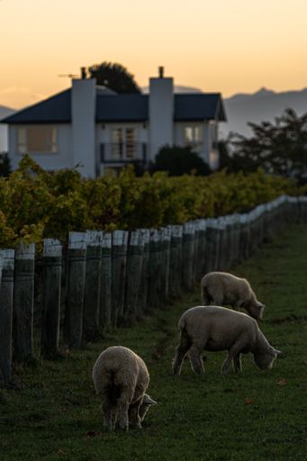 A vertical shot of sheep grazing on a farm during sunset