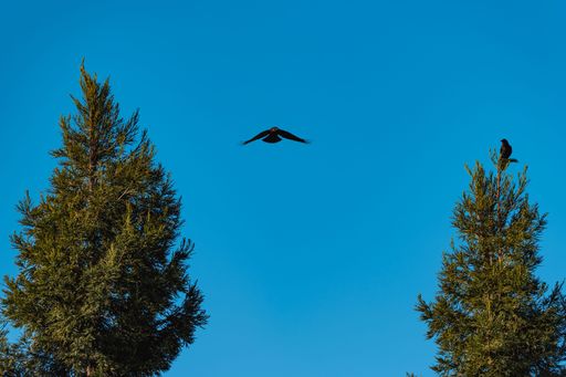 A serene scene of two tall trees with a crow perched on one and another crow flying against a clear blue sky.