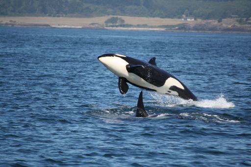 A stunning view of Orcinus Orca flying over a shark