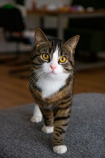 A closeup of a domestic shorthair cat with yellow eyes