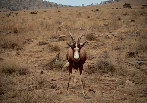 A blesbuck stading in front of the camera in the savanna