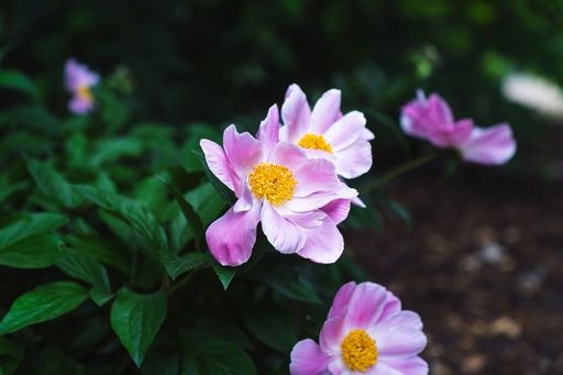 Close-up of vibrant pink flowers with yellow centers against lush green foliage in a garden setting.