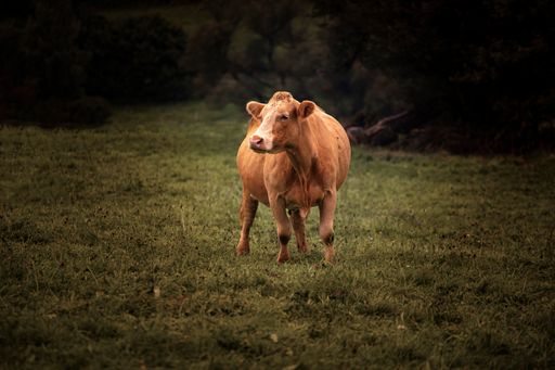 A shallow focus of a cow on a pasture