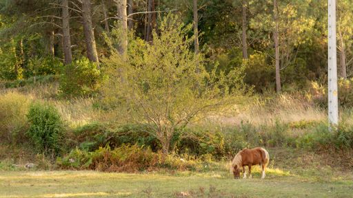 A beautiful shot of a horse grazing on the pasture