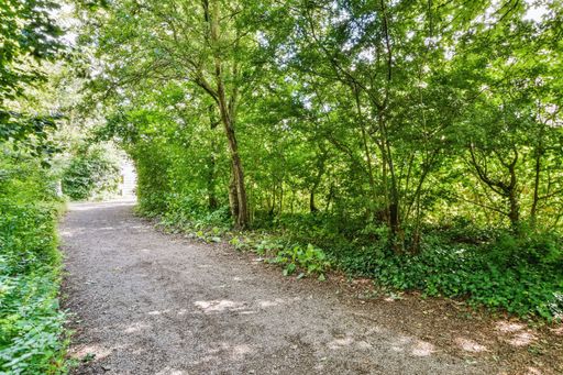 A beautiful trail through the large trees in the forest