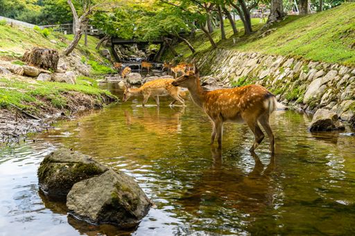 A beautiful view of deers in the middle of a river in Nara Park captured in Kanazawa, Japan