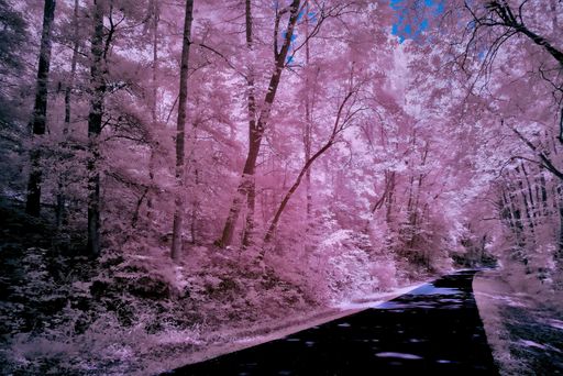 A beautiful view of a road surrounded by bushes and tall trees shot in infrared