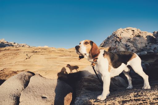 A shallow focus of a beagle on a sunny day outdoors