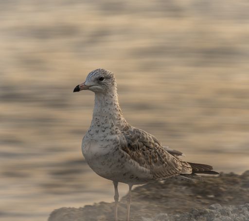 A closeup shot of a seagull on a seashore