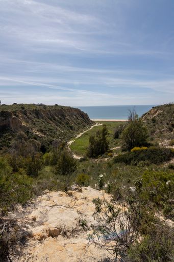 A vertical shot of a sunny seaside with growing plants