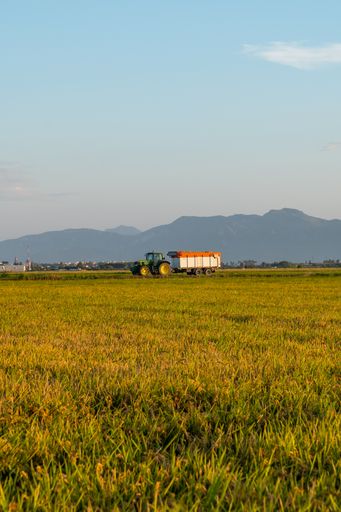 Tractor with trailer full of cereal seeds in the rice fields of the Albufera Natural Park in Valencia, Spain.