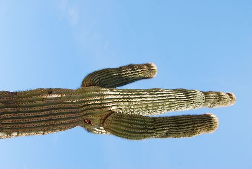 A vertical shot of a tall growing cactus with blue sky in the background