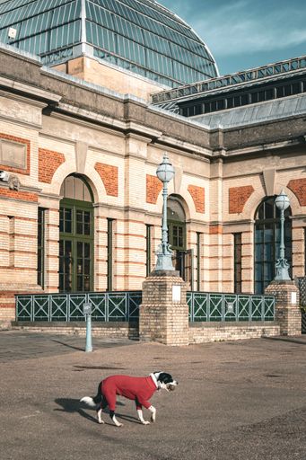 A dog in a red outfit walks in front of the historic Alexandra Palace in London on a sunny day.