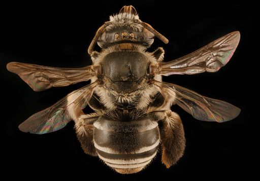 A macro shot of a Ancyloscelis bee on a black background
