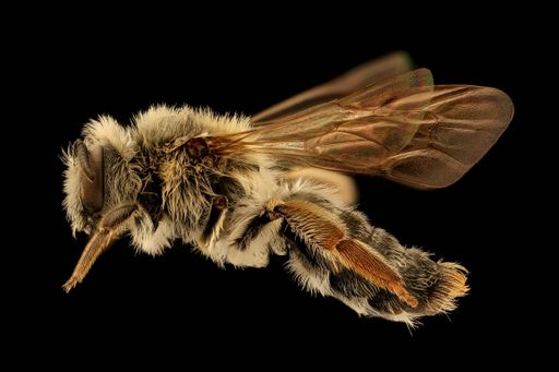 A macro shot of a Andrena macoupinensis bee on a black background