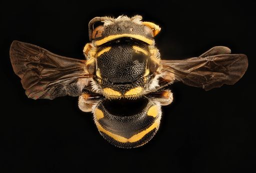 A macro shot of a Andrena Anthidiellum notatum bee on a black background