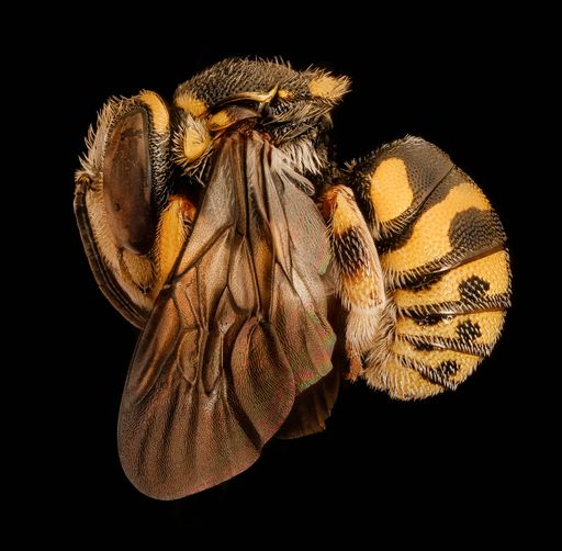 A macro shot of a Andrena Anthidiellum notatum bee on a black background