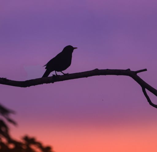 Silhouette of a bird perched on a branch against a vibrant sunset sky with shades of purple and orange.
