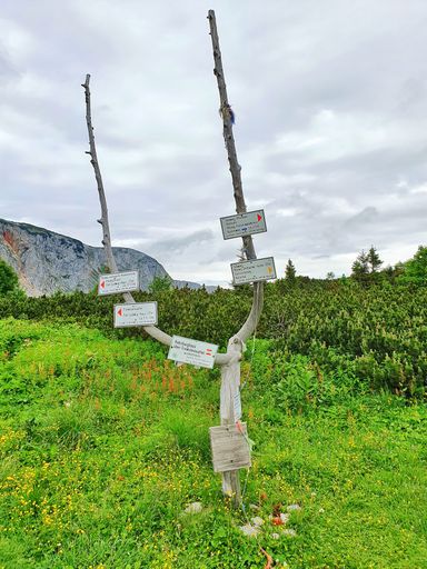 A vertical shot of directions signs attached to a white tree trunk with two branches in a grassy field on a mountain range