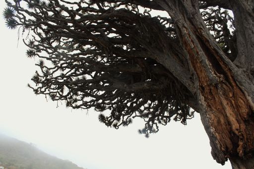 A low angle shot of the Canary Islands dragon tree (Dracaena draco) branches with the foggy sky in the background