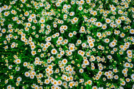 A vibrant top view of a field of blooming white daisies with green foliage.