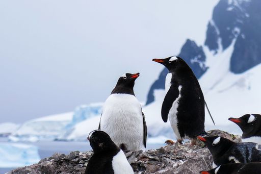 The Gentoo penguins  (Pygoscelis papua) in Antarctica with snowy mountains in the background.