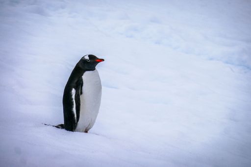 A solitary Gentoo penguin (Pygoscelis papua) stands on a snowy landscape in Antarctica