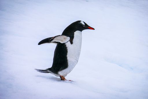 A Gentoo penguin (Pygoscelis papua) walking on snowy terrain in Antarctica with wings extended