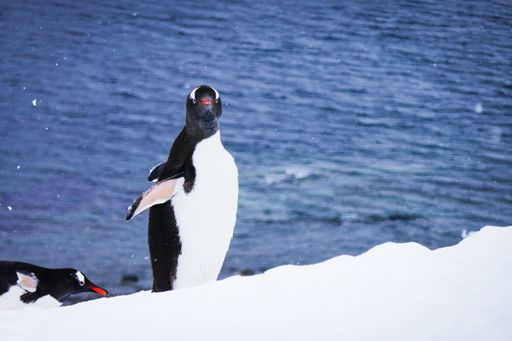 The Gentoo penguins (Pygoscelis papua) on snowy shore with ocean backdrop in Antarctica.