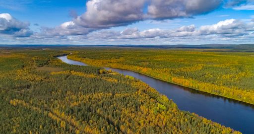 Aerial drone view off all color trees and polar, ruska wilderness, towards a river in autumn colors, sunny, fall day, in Lapland