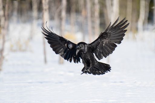 A beautiful raven (Corvus corax) landing on the snow