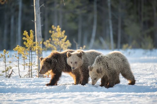 A selective of young bears walking in the snow in winter forest in Finland near the Russian border