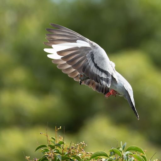 A pigeon gracefully flying over lush green foliage with wings spread wide, captured in mid-flight against a blurred background.