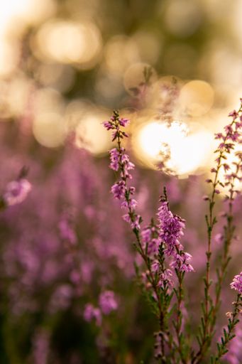 A beautiful selective focus shot of a pink heather flower on a blurry background