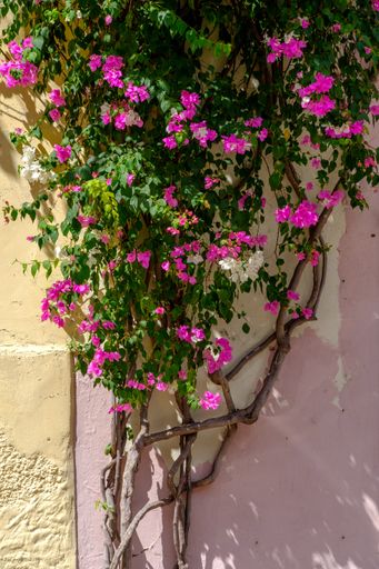 A vertical picture of climbing bougainvillea glabra flowers on the wall under the sunlight at daytime