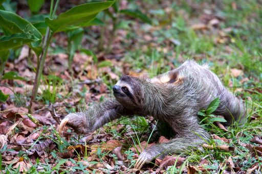 A closeup of a Two-toed sloth on the ground covered in leaves and grass under the sunlight at daytime