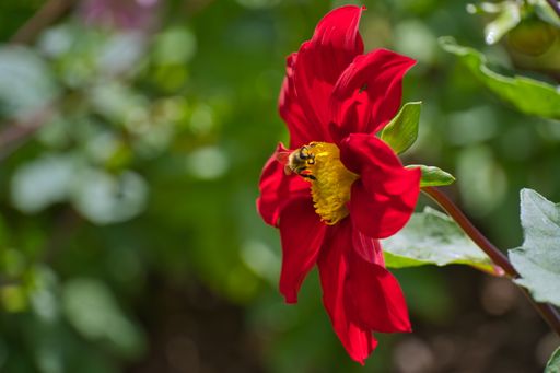 A closeup shot of a honeybee on a beautiful red Pooh Dahlia flower in the garden